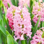 Hyacint (Hyacinthus orientalis) ´PINK PEARL´ - 1 cibuľka v kvetináči, kont. C2L (ružový)